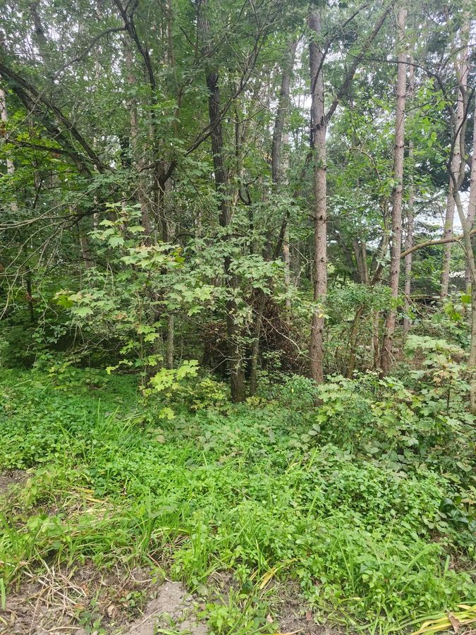 Overgrown wooded lot choked with brush and undergrowth before land clearing, Holmen, Wisconsin